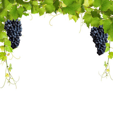 Collage of vine leaves and blue grapes