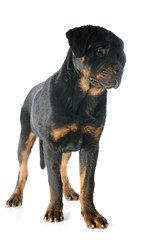 puppy rottweiler