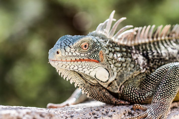 Iguana