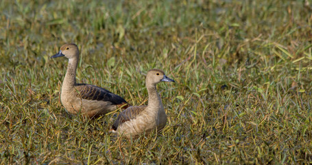 Lesser Whistling Ducks (Dendrocygna Javanica)