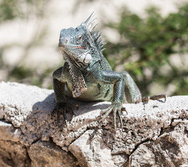 Iguana