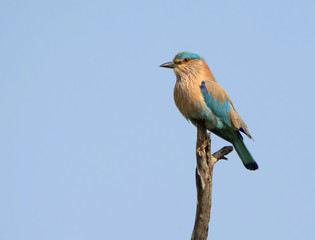 Indian Roller (Coracias Benghalensis)
