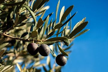 Ripe black olives on tree