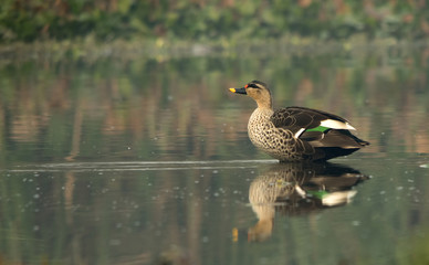 Obraz premium Spot Billed Duck (Anas Poecilorhyncha)