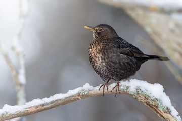 Blackbird in natural winter habitat