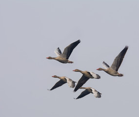 Greylag Goose (Anser Anser)