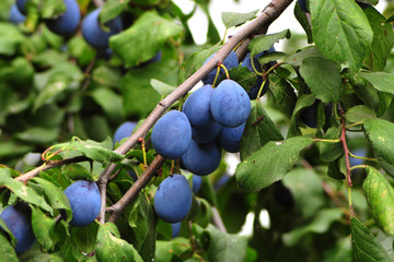 Plum. Branch with garden-stuffs