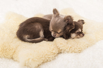 Welpen, Chihuahuas, Hundebabys, Körbchen,schlafend