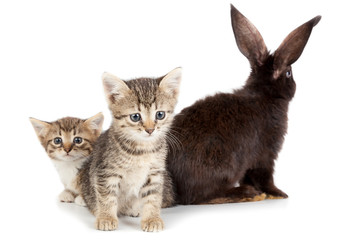 Kitten and Rabbit