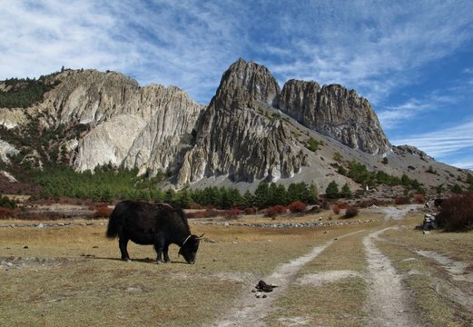 Grazing yak and limestone formation