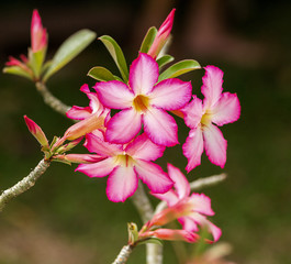 Azalea flower