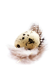 Obraz premium Single Quail egg with a white feather isolated on white backgrou