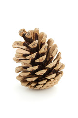 Pine Cone