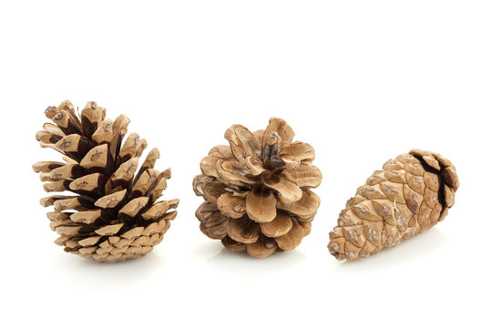 Pine Cones