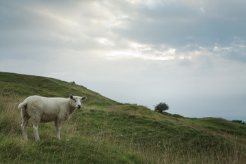 Obraz premium Sheep grazing on a hillside