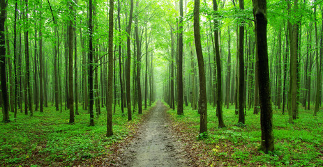 Obraz premium forest