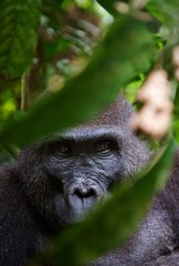 Portrait of a female of The western lowland gorilla © Uryadnikov Sergey
