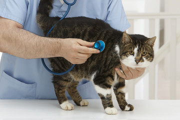 senior veterinarian doctor examining a cat at medical clinic