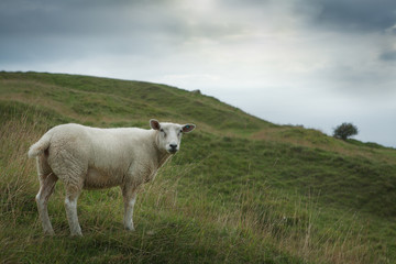 Fototapeta premium Sheep grazing on a hillside