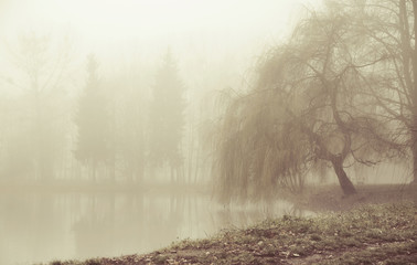 Foggy moring in peaceful place