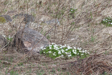 shake in spring wood.