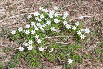 shake in spring wood.