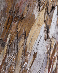 Tree Bark