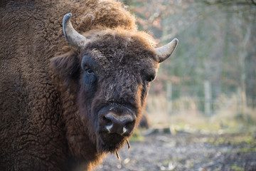 Bisonportrait (Bison bonasus)