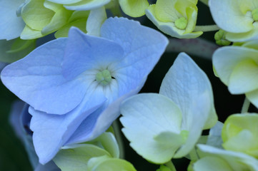 hydrangea  or Hortensia