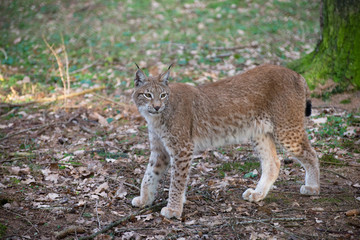 Lynx lynx auf der Jagd