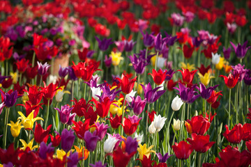 Multicolor tulips in sun spring day