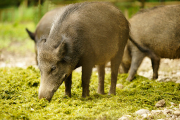 Wild Boar
