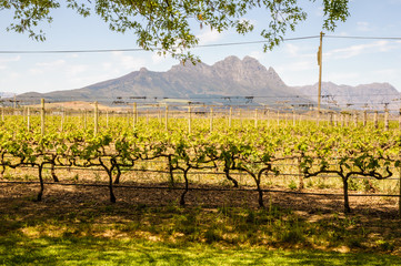 Vineyards in Stellenbosch