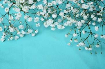 White flowers on blue background
