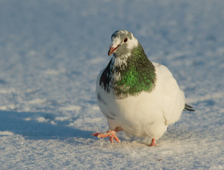 Obraz premium Dove in the snow