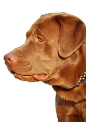 Brown labrador in profile