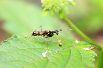 Ant like Mantis (Odontomantis sp) in Sri Lanka