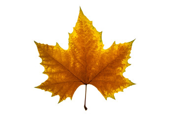 autumn leaf on white background
