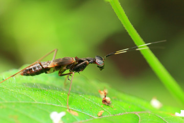 Ant like Mantis (Odontomantis sp) in Sri Lanka