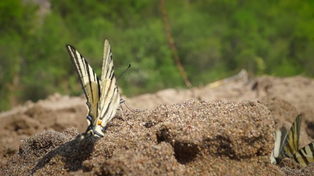 Papilio Podalirius, Butterfly,  swallowtail,  on sand