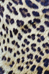 Closeup tiger fur