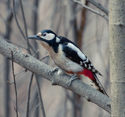 Great Spotted Woodpecker sitting on the tree