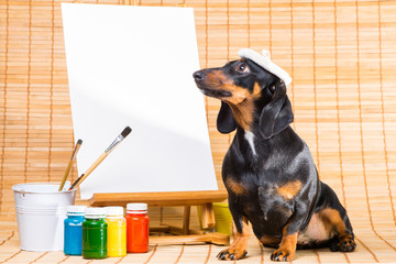 dachshund in hat of artist near easel with  clean canvas - 60371015