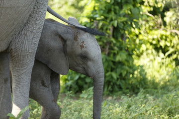 Elefantenbaby unter Mutterschwanzmama