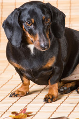 portrait of dachshund with autumn leaf