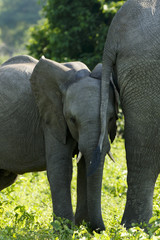 Elefantenbaby hinter Mutterschwanz