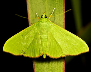 green moth on a green leaf, on a black background