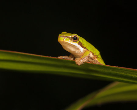 pygmy tree frog