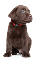 Brown Labrador puppy portrait
