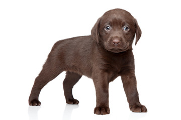 Chocolate Labrador puppy
